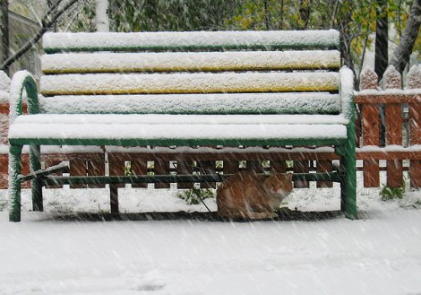 А в Москве снег...