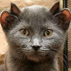 Кот с четырьмя ушами 