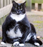В Британии будут судить владельцев толстых котов