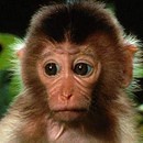 Что такое обезьянья сфера?