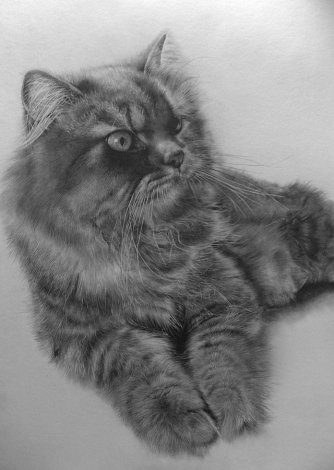 Карандашные рисунки котов