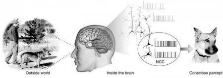 Почему процессы в мозге сопровождаются сознанием?