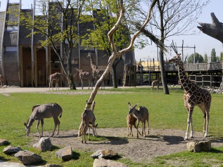 Удивительный зоопарк Бляйдорп в Роттердаме