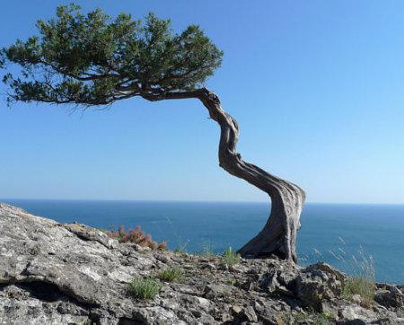 10 странных вещей, которые умеют делать деревья