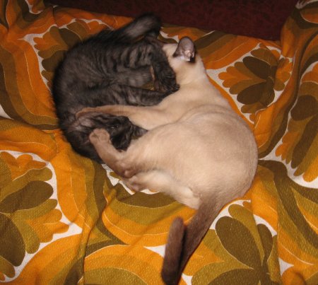 Кошка-Ёшка vs Кошка-Лапунька