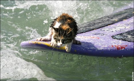 Кот, оседлавший волну