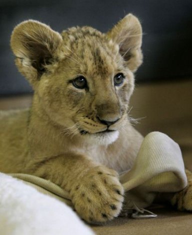 В калифорнийском зоопарке львенка подружили с мастиффом