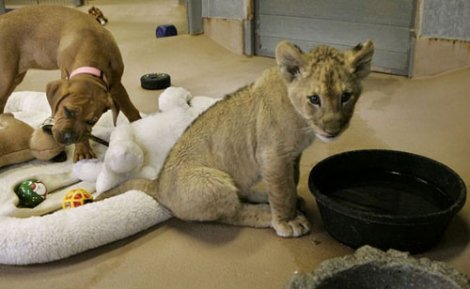 В калифорнийском зоопарке львенка подружили с мастиффом