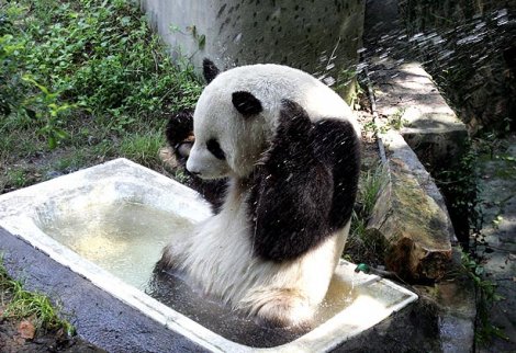 Панда в ванной