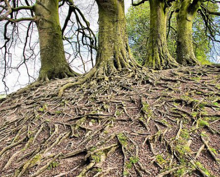 10 странных вещей, которые умеют делать деревья