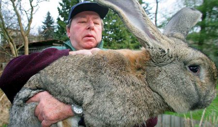 Кролики – это не только ценный мех...